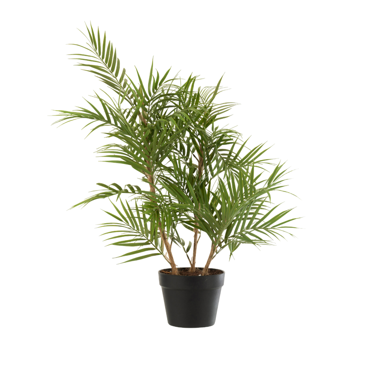 Chamaedorea In Pot Plastic