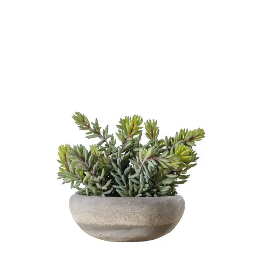Sedum Green in Cement Bowl