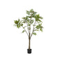 Potted Chinese White Olive Tree