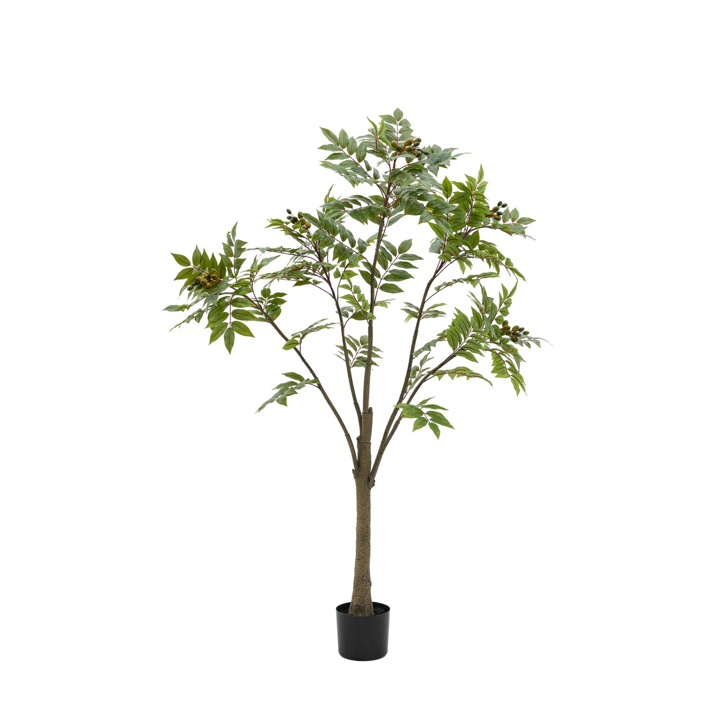 Potted Chinese White Olive Tree