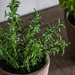 Potted Rosemary - Terracotta
