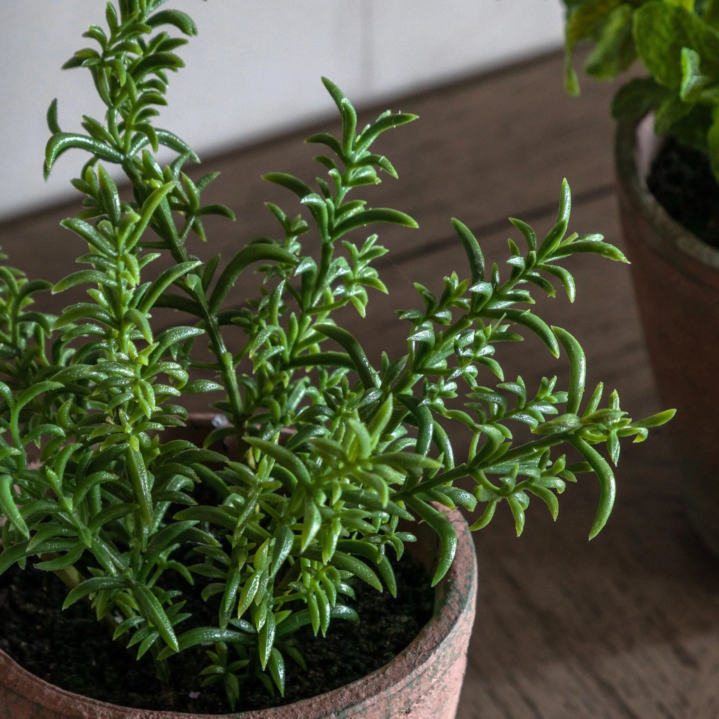 Potted Rosemary - Terracotta