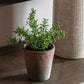 Potted Rosemary - Terracotta