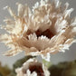 Faux Vintage Poppy Bloom - Nude