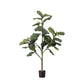 Potted Fiddle Tree