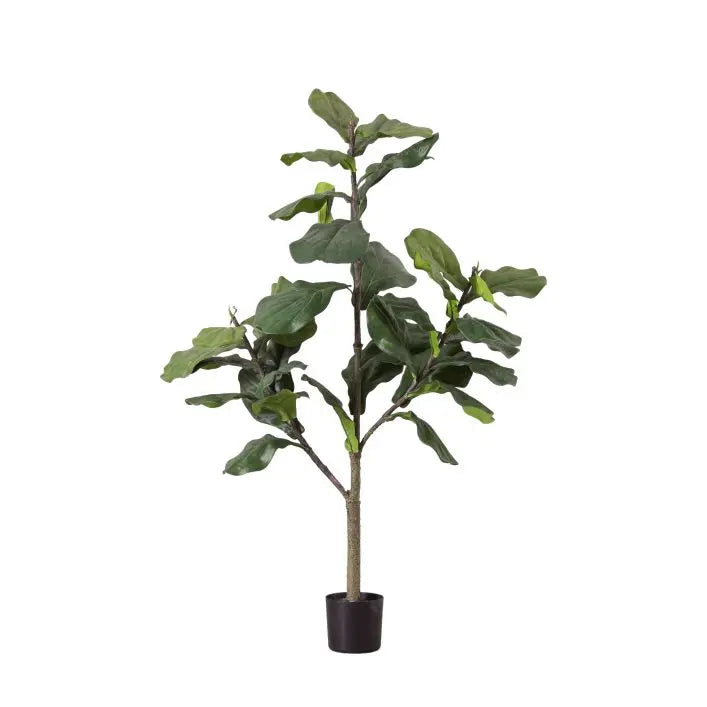 Potted Fiddle Tree
