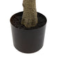 Potted Chinese White Olive Tree