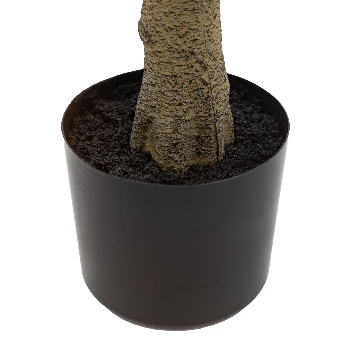 Potted Chinese White Olive Tree