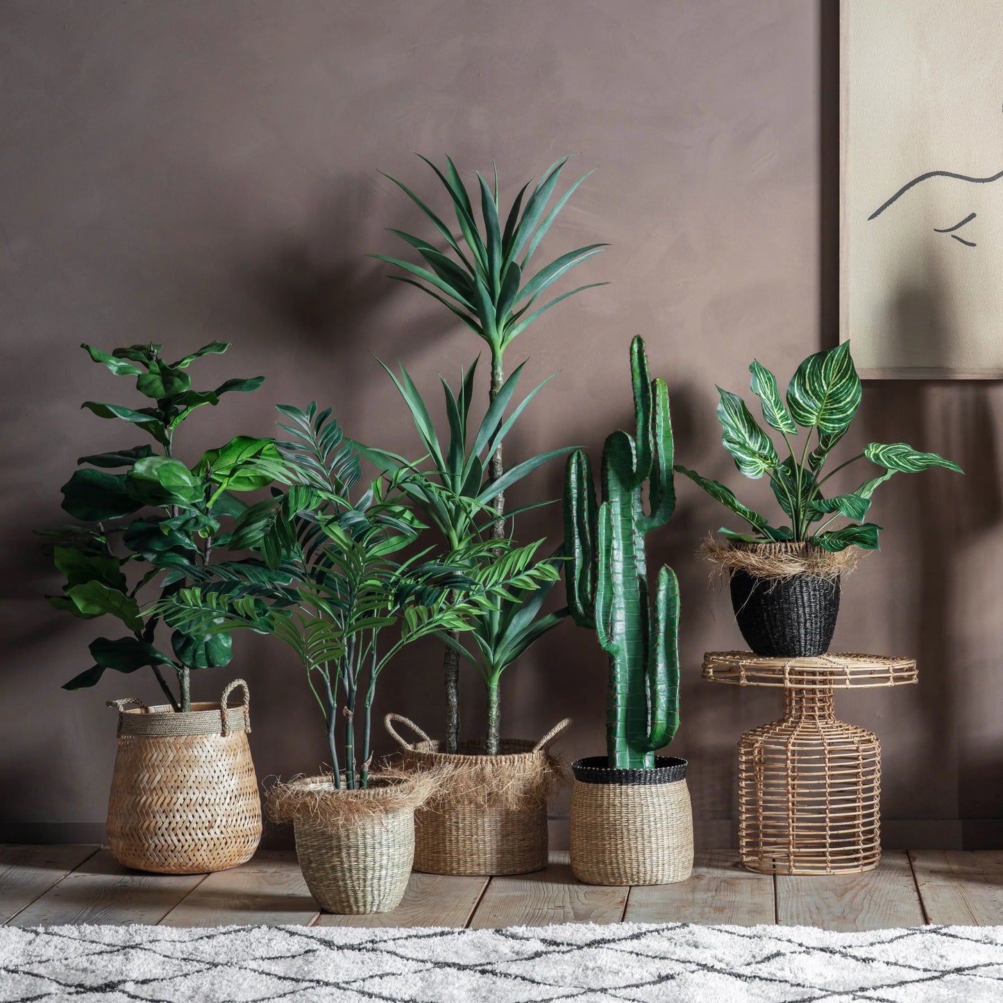 Potted Fiddle Tree