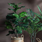 Potted Fiddle Tree