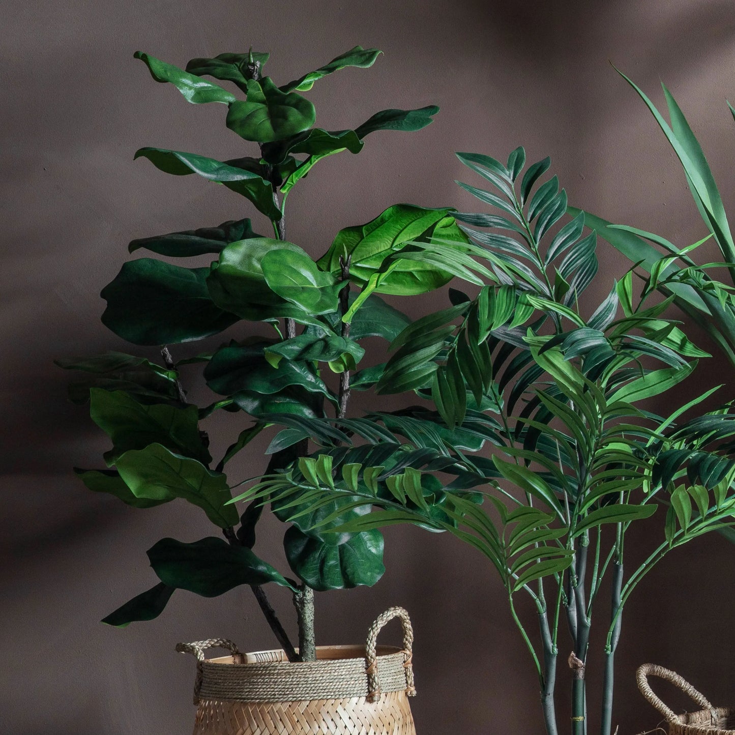 Potted Fiddle Tree