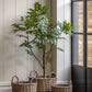 Potted Chinese White Olive Tree