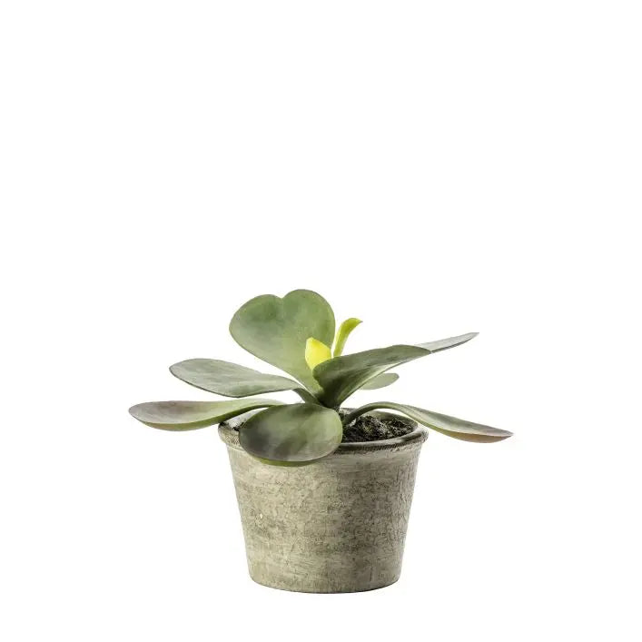 Kalanchoe Pale Green Potted Plant