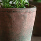 Potted Rosemary - Terracotta