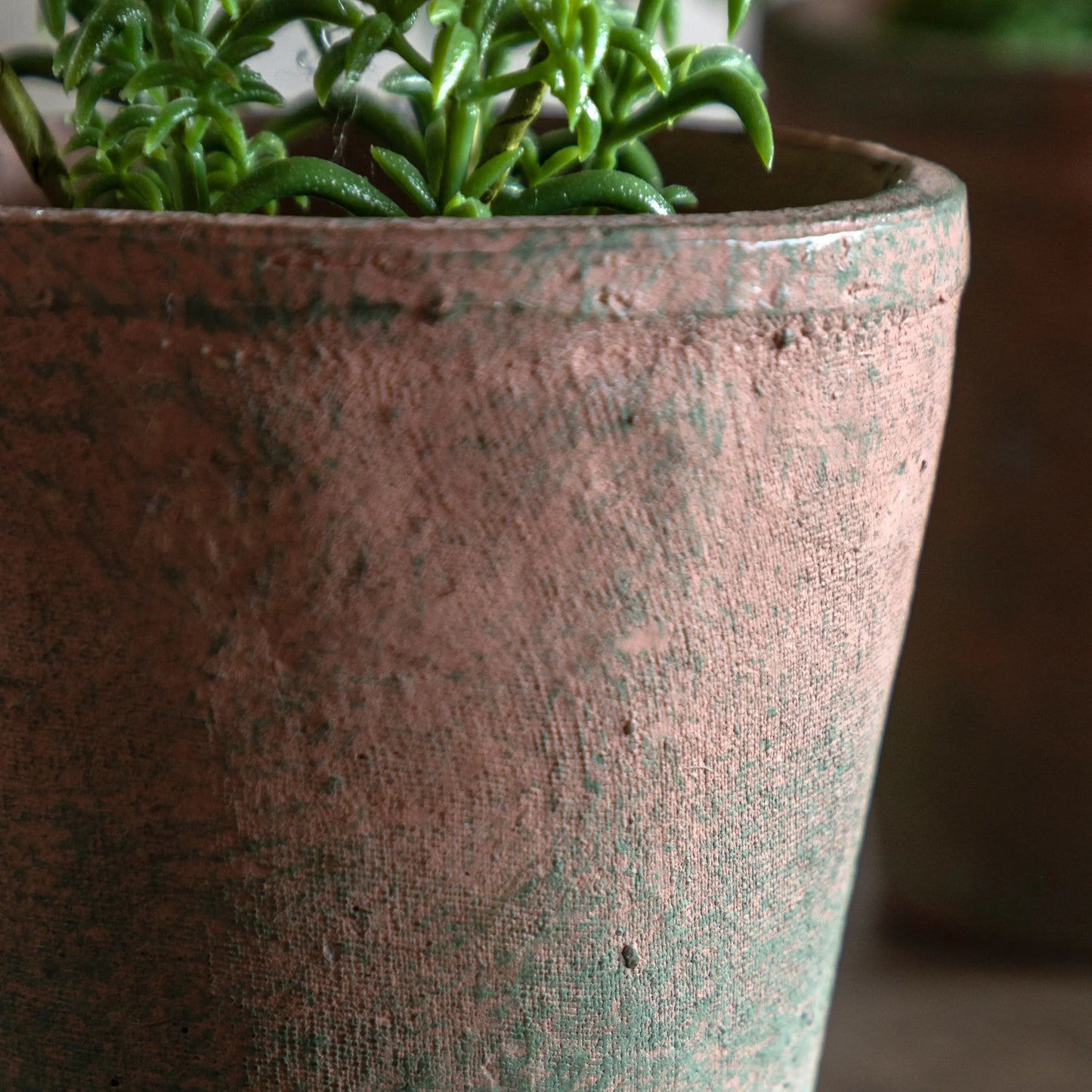 Potted Rosemary - Terracotta
