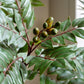 Potted Chinese White Olive Tree