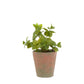 Potted Mint - Terracotta