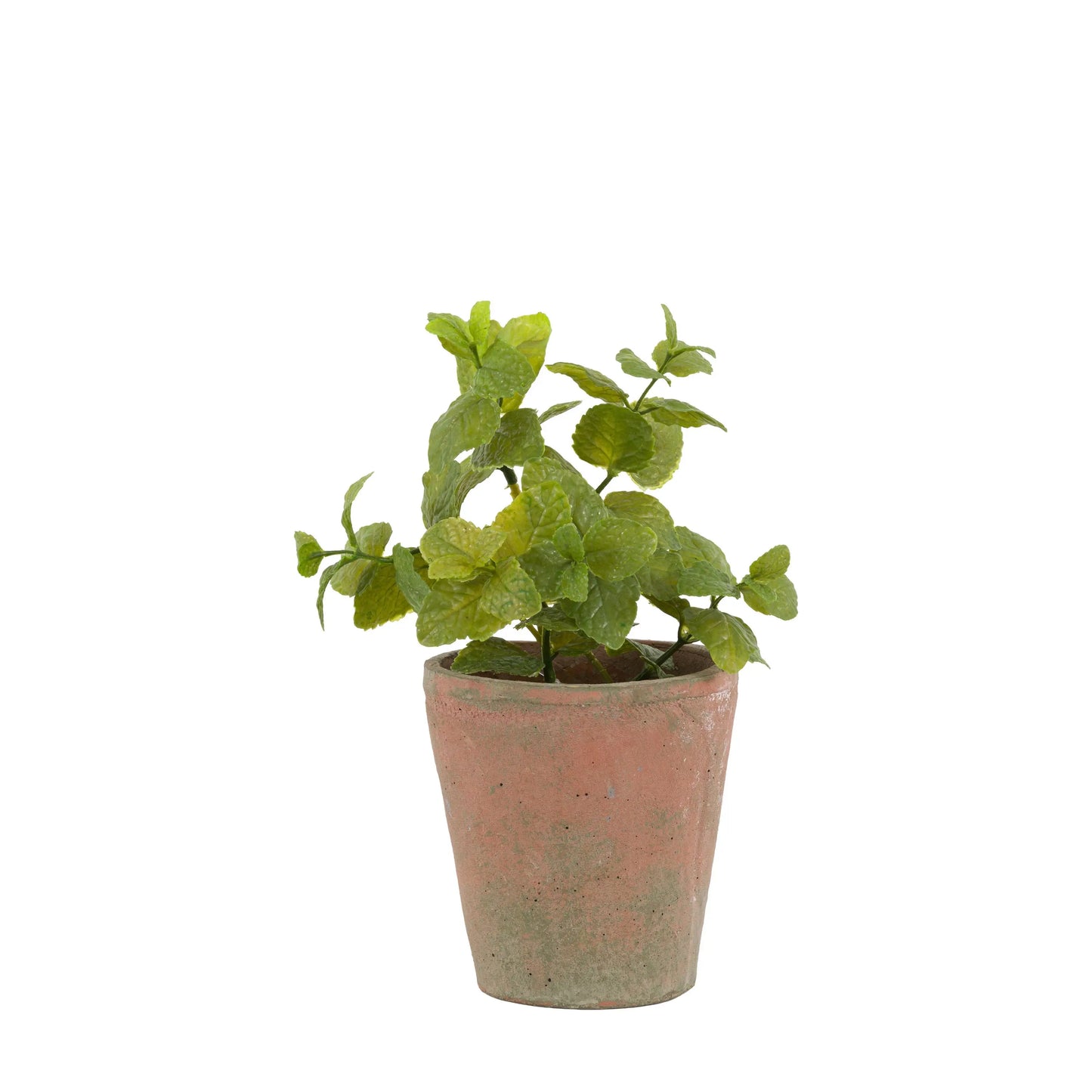 Potted Mint - Terracotta