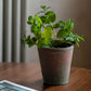 Potted Mint - Terracotta