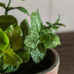 Potted Mint - Terracotta