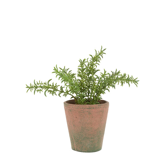 Potted Rosemary - Terracotta
